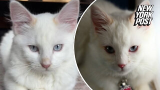 I paid $25K to clone my cat — but my new pet is completely different