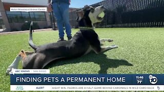 Pet of the Week: King