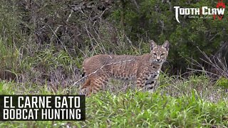 The Meat Cat - Bobcat Hunting