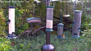 Painted Bunting - Interesting plumage phase