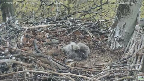 Hays Eaglet H14 stands on wobbly toes to PS 2021 04 09 7:29AM