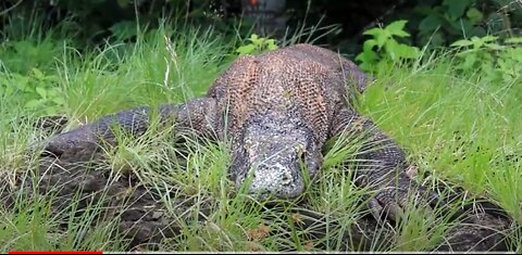 Komodo Dragons