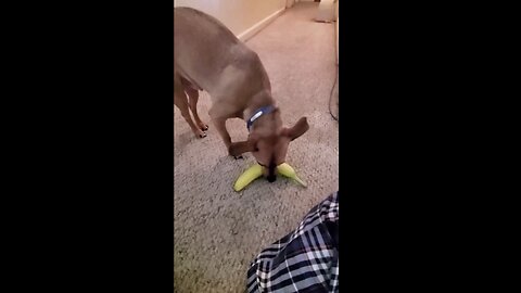 Bluto the Chihuahua Peels A Banana