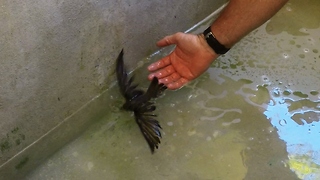 Baby bird rescued from drowning in tank of water