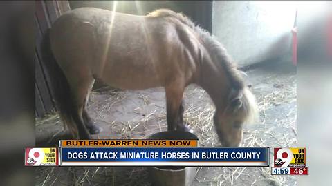 Dogs attack, kill miniature horses in Butler County
