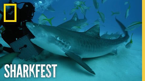 Tiger Sharks' Superpowered Jaws | SharkFest