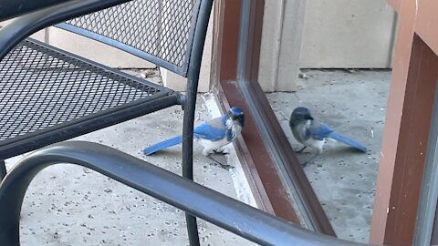 Bluebird attacks itself! Sound Familiar?￼