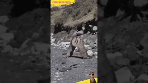 😀 Look at this funny Marmots arguing 😱 #Shorts