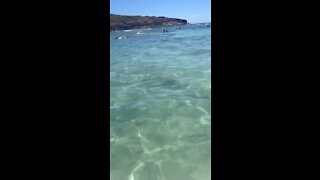 Snorkeling in Hamana Bay