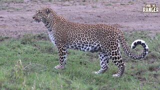 The Leopard Queen Of Kaboso | Zebra Plains