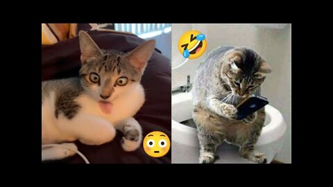 funny cat videos