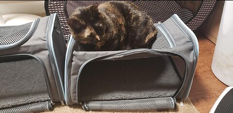 A4Pet Airline Approved Cat Carrier Expandable Dog Carriers,Soft-Sided Portable Pet Travel Washa...