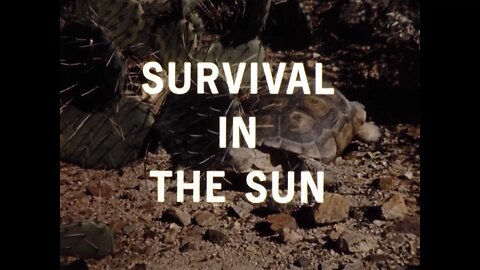 Mutual of Omaha's Wild Kingdom - "Survival in the Sun"