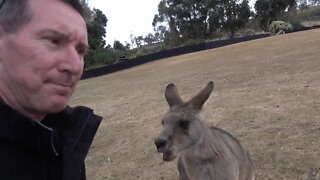 How to pet a Kangaroo
