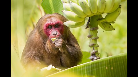 Moments while feeding the monkeys