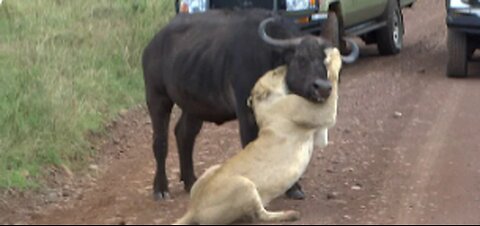 Dramatic Lion Attack on Cow: Raw and Unfiltered Footage
