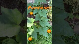 Last year’s #JackOLantern is this years #Pumpkin Patch! #Gardening #Shorts #ShortsVideo