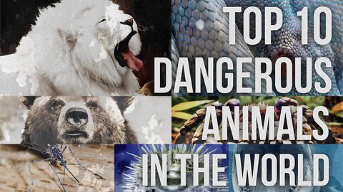 TOP 10 DANGEROUS ANIMALS IN THE WORLD