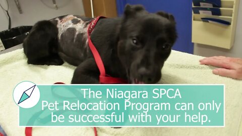 "Lipstick" - Manitoba rescue with old burns on back | Niagara SPCA Pet Relocation Program