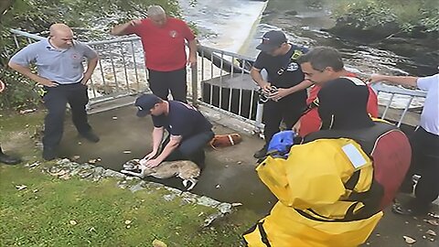 Missing dog rescued from river bank