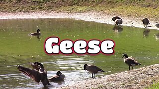The Canadian Geese Are Flapping Their Wings And Splashing Each Other! 🦆