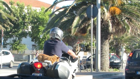 Dog driving on motorbike