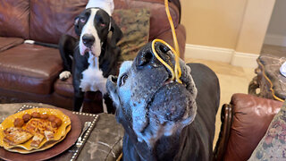 Well-mannered Great Danes Love Slurping Spaghetti & Meatballs