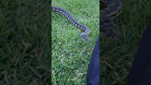 Henry patrolling the yard 🐍