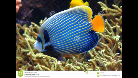 THE MOST EXOTIC FISHES