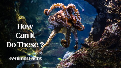 The Biology of Octopuses | Animal Facts #Science