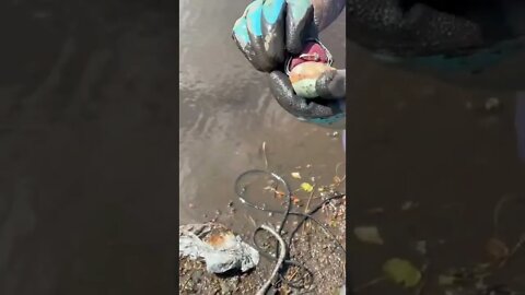 A Gold Diamond Ring Found While Magnet Fishing?