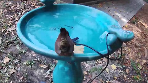 24 hrs at MFD Zoo BIRDBATH