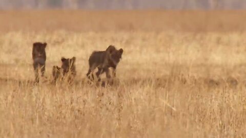 Lions Attempt to Take Down a Bull _ 4K UHD _ The Hunt _