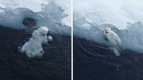 Polar bears are extremely capable of having fun alone with whatever they find