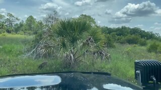 Fred C. Babcock/Cecil M. Webb Wildlife Management Area. 6/21/2022. #4runner #offroad #trails