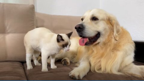 The Kitten who doesn't want to leave the Golden Retriever!🐶😽