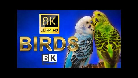 Beautiful Birds in 8K ULTRA HD / 8K TV | 8K OLED TV | 8K VIDEOS |8K NATURE