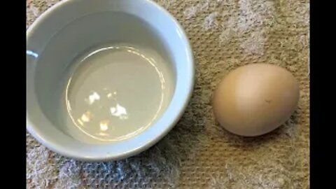 Cracking Open a Quitter, Candling Eggs Day 10 Follow Up - 4th in our FOLLOW THE HATCH series.