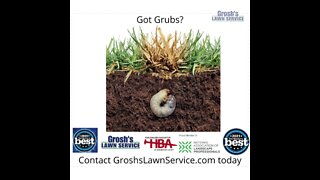 Grubs Smithsburg Maryland Video Lawn Care Service