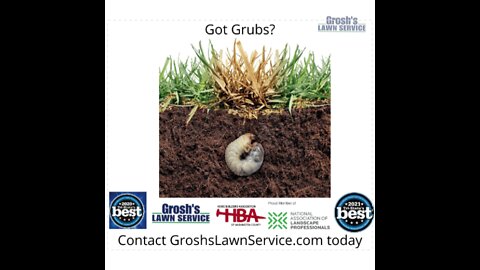 Grubs Smithsburg Maryland Video Lawn Care Service