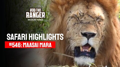 Safari Highlights #546: 07 & 08 March 2020 | Maasai Mara/Zebra Plains | Latest Wildlife Sightings