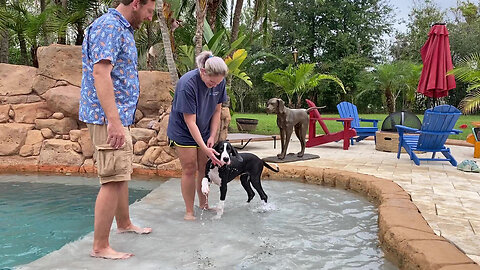 Funny 4 Month Old Great Dane Puppy Enjoys Her First Splash In the Pool