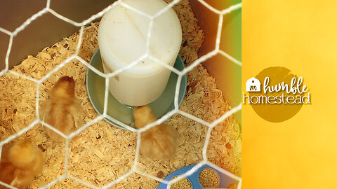 How to Make Brooder Box for Your Chicks