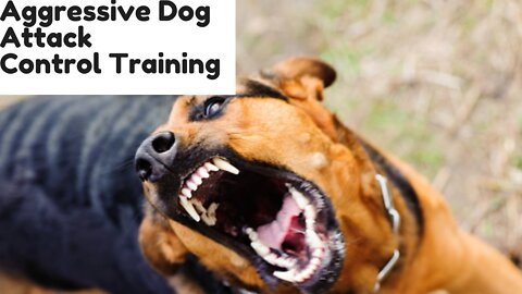 Aggressive German Shepherd Attacks Trainer During Aggressive Behavior Training