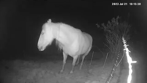 Beautiful palomino brumby caught on security camera