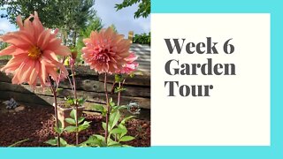 Week 6 Garden Update Tour & Potato Harvest - A Day On Our Homestead. Strawberry Propagation VLOG