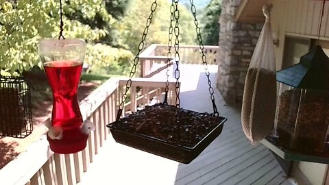 Live Bird Feeder in Asheville NC. In the mountains. Aug. 13 2021