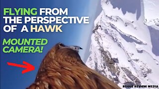 Flying from the Perspective of a Hawk with Mounted Camera