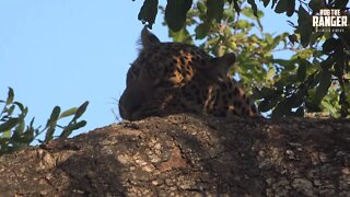 Female Leopard With Breakfast In A Tree