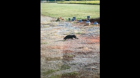 Flushing Out A Skunk! Crows & Groundhogs... Tis A Busy Place.